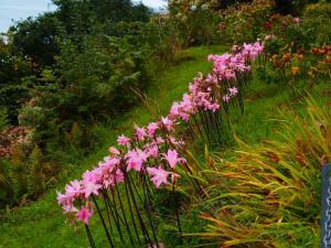 A Jersey Lily lineup out of Rozel