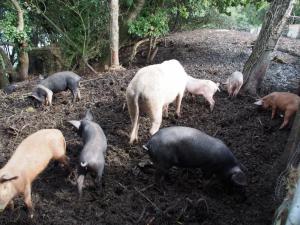 Pig heaven