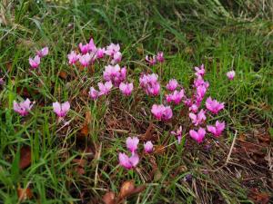 Wild cyclamen