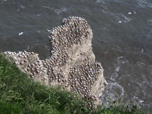 Gannet rock