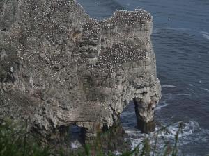 Gannets on a "Durdle"