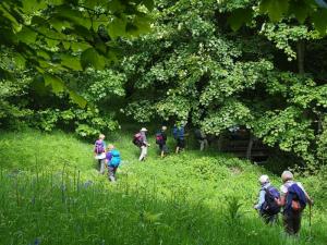 Into the dell at Hagg Wood