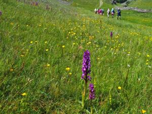 Orchid and ramblers