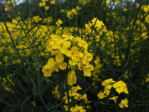 Rape flower