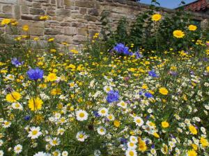 Wildflower verge, Coaley Lane, Wentworth