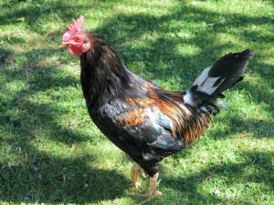 Cocky friend