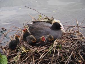 Cute Coot Chicks