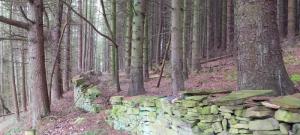 Stone wall in the woods