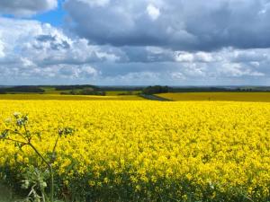 Yellow sea