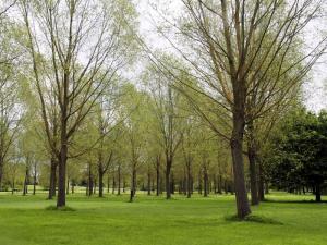 Managed woodland, Firbeck