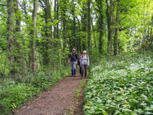 Through wild garlic in Rough Wood