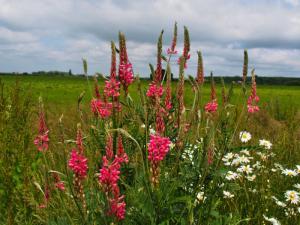 Pathside flowers