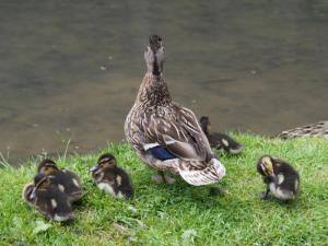 Ducks on the Lud