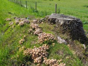 Fungi colony