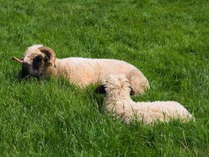 More longwools