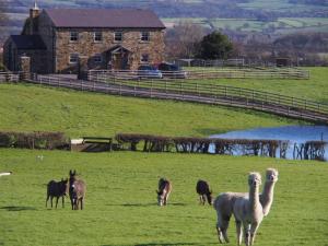 Donkeys and Alpacas, Top Lane Farm, Lightwood