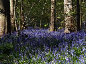 Woolley Wood bluebells