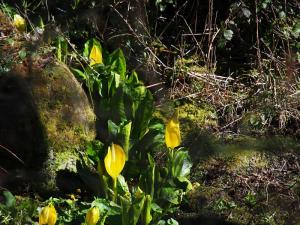 Yellow lilies
