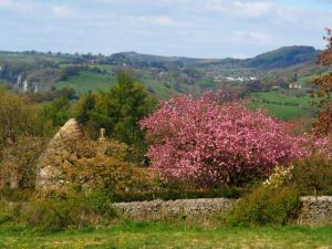 Blossom at Curbar