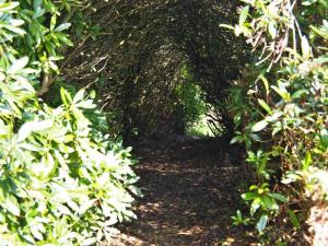 Rhododendron tunnel, Bramley Wood