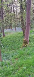Bluebell wood