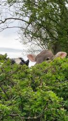 Peek a moo