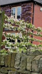 Beautiful blossom