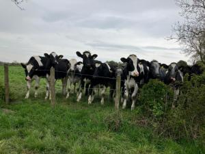 Moo ve along now