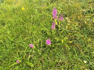 Orchids