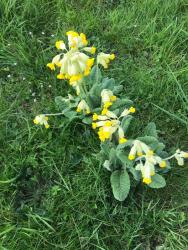 Cowslips