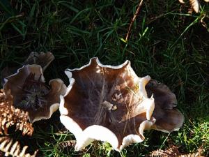 Curled edged fungi