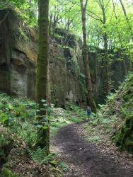 Leafy glade