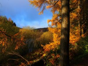 Autumn at Langsett