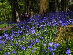 A walk in the bluebell wood