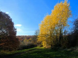 Bowden Housteads Wood - 2