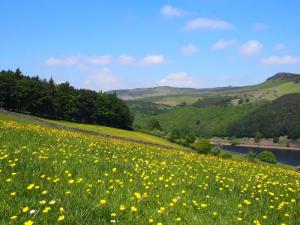 Buttercups on Crook Hill