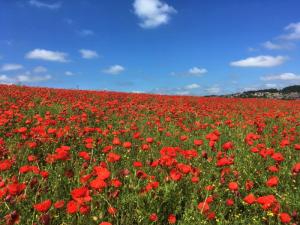Worsbrough poppies