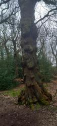 Knobbly tree in Grenoside Woods
