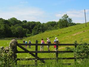 Into the meadow