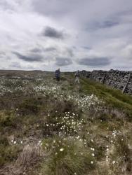 Keith and Peter in the cotton grass