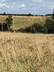 Summer fields