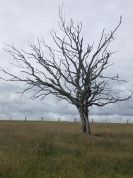 Lonesome tree
