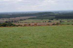 Oh deer - less than fifty yards away - The ideal walk on a Bank Holiday because the area is very unspoilt and quiet