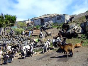 Goat farm