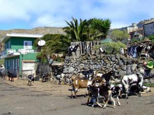 Goat farm