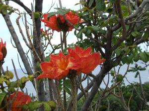 Beautiful flowers