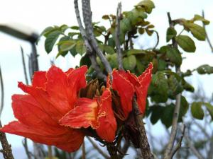 My best ever flower picture!!!