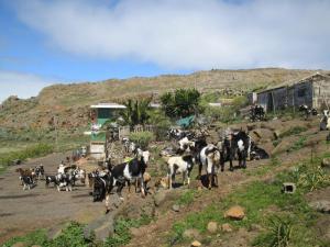 Goat farm in the Teno mountains