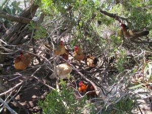 Chickens roosting