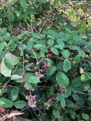 Time to think about jam making
